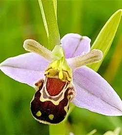 orhidee ophrys