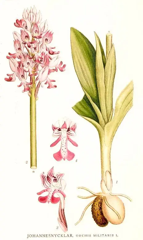orhidee orchis testicule