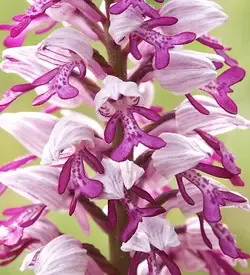 orhidee orchis