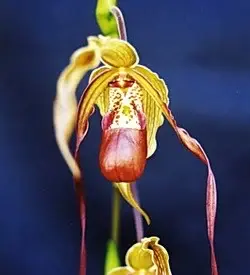 orhidee phragmipedium