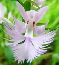 orhidee platanthera alb