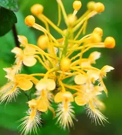 orhidee platanthera