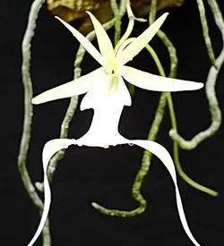 orhidee polyrrhiza