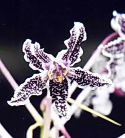 orhidee schomburgkia