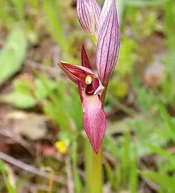 orhidee serapias