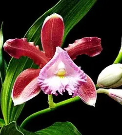 orhidee sobralia