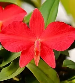 orhidee sophronitis