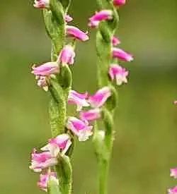 orhidee spiranthes
