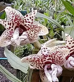 orhidee stanhopea
