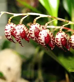 orhidee stelis
