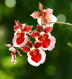 orhidee tolumnia