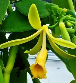 orhidee vanilla
