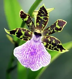 orhidee zygopetalum