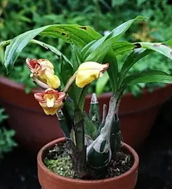 orhidee-acanthephippium
