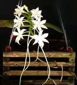 orhidee aerangis ghiveci