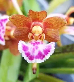 orhidee aerides