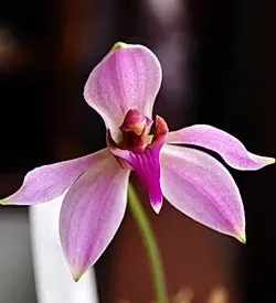 orhidee ancistrochilus