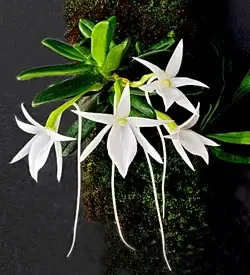 orhidee-angraecum