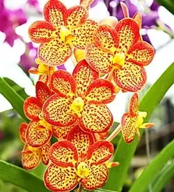 orhidee ascocenda