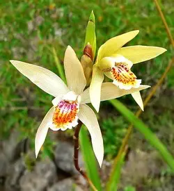 orhidee bletilla
