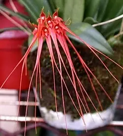 orhidee bulbophyllum rosu