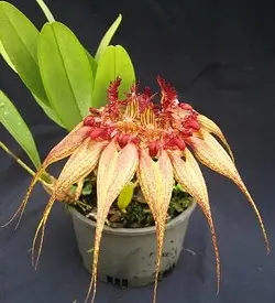 orhidee bulbophyllum
