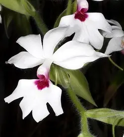 orhidee calanthe