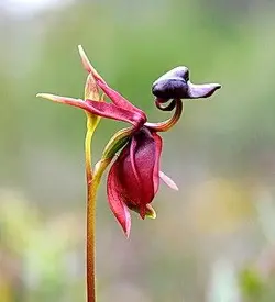 orhidee caleana