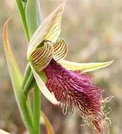 orhidee calochilus