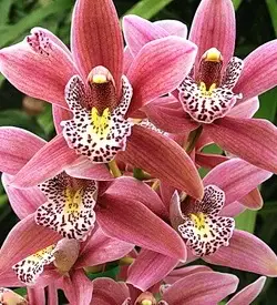 orhidee cymbidium