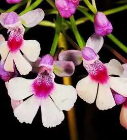 orhidee cynorkis