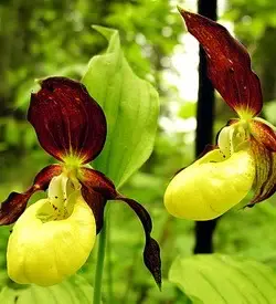 orhidee cypripedium calceolus