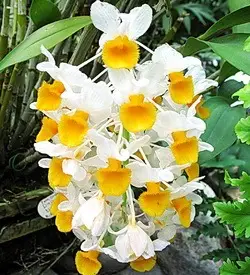 orhidee dendrobium galben