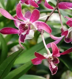 orhidee dendrobium rosu