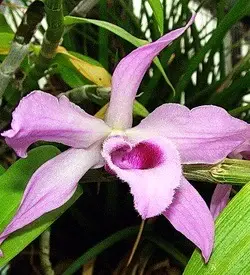 orhidee dendrobium roz