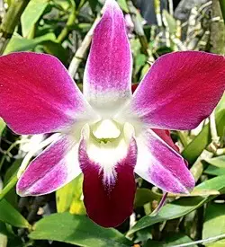 orhidee dendrobium