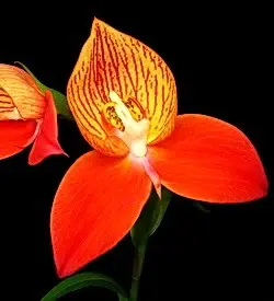 orhidee disa