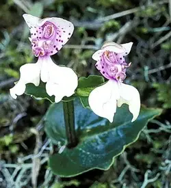 orhidee disperis