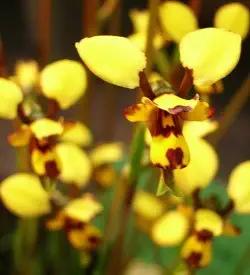 orhidee diuris