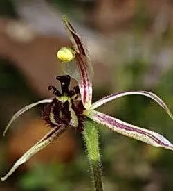 orhidee drakonorchis