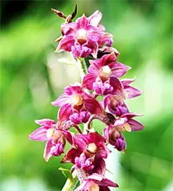 orhidee epipactis