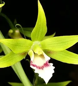 orhidee eulophia