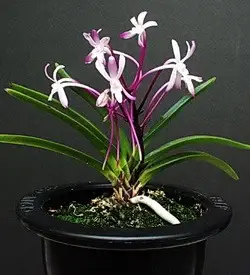 orhidee neofinetia