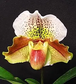 orhidee paphiopedilum maro galben