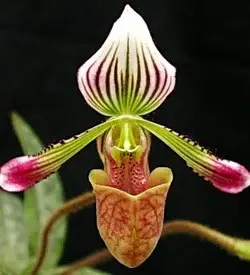 orhidee paphiopedilum verde roz