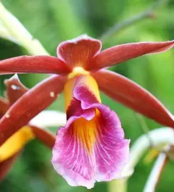orhidee phaius