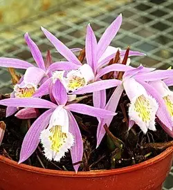 orhidee pleione