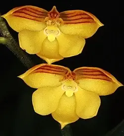 orhidee polystachya fluture
