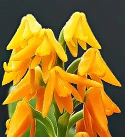 orhidee polystachya