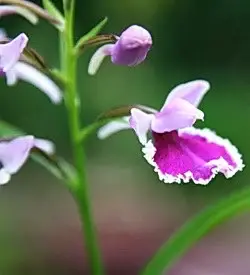 orhidee-poneorchis